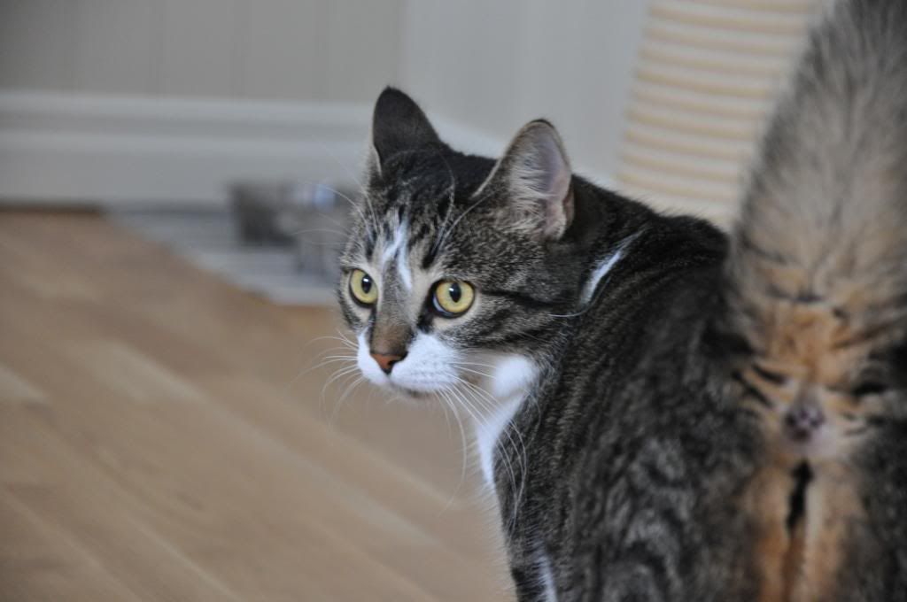 Postad bild