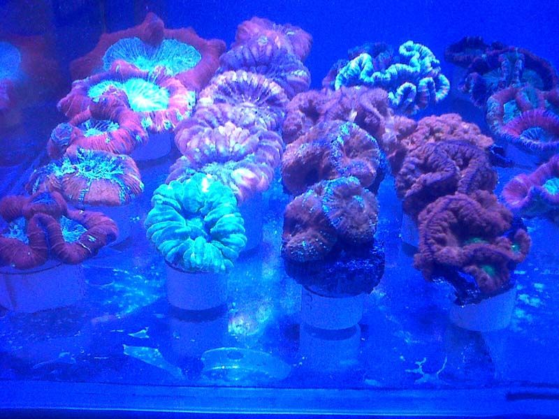 coral2_zps129fe592.jpg