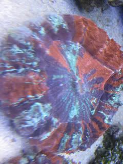 donat2.jpg