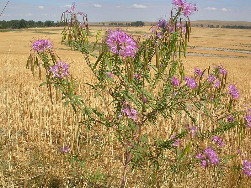 800px-Cleome_serrulata_5006013997_zps3858ae39.jpg