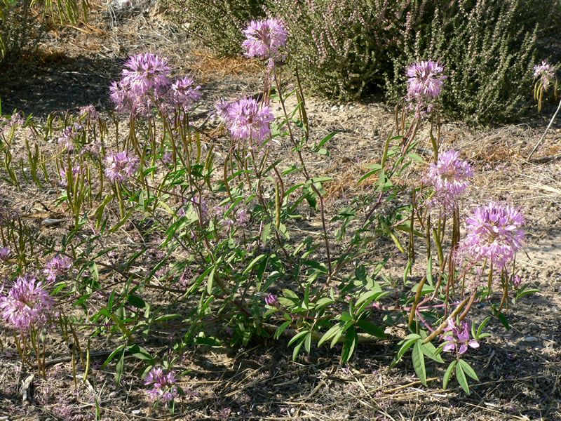 Cleome_plant_TPrendusi_lg_zpsd308cc7f.jpg