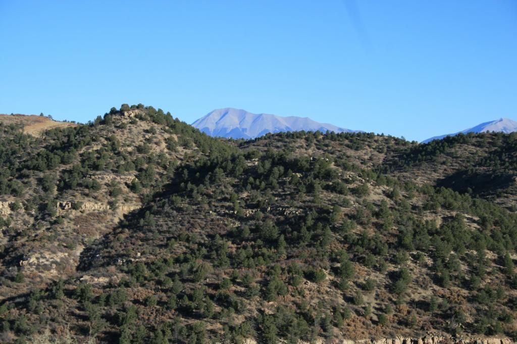 Late Season Cow Elk on the Bosque del Oso CO Big Game Hunt