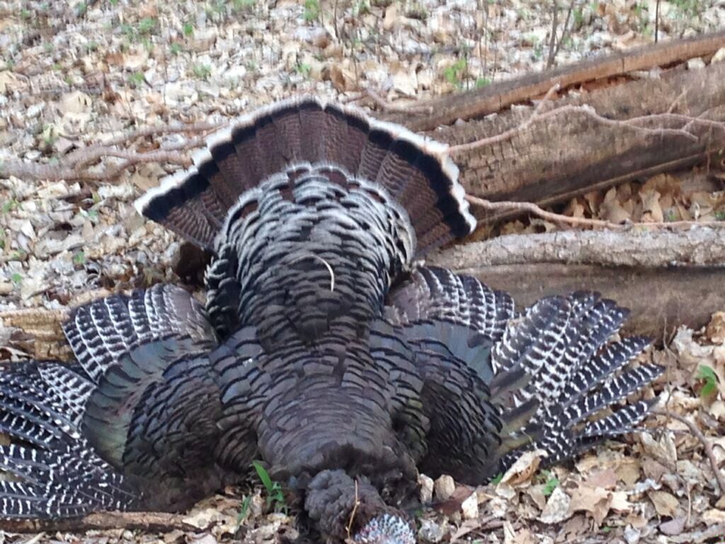 TurkeyKansas_zps0d528822.jpg