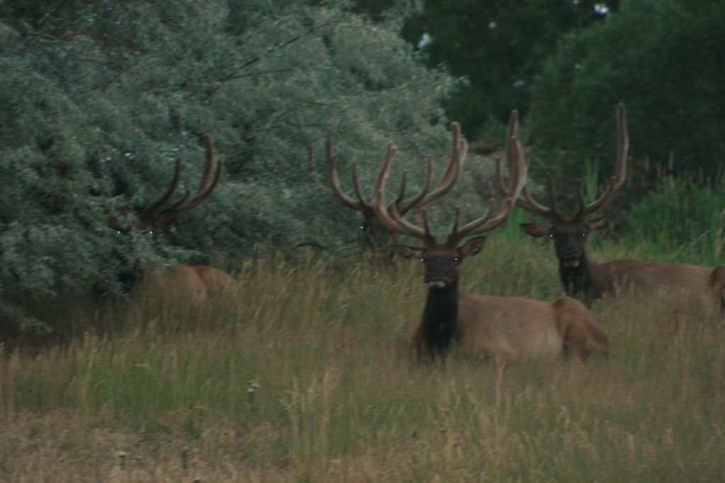 elk008.jpg