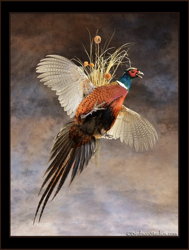 pheasant-mount_zps75fd5924.jpg