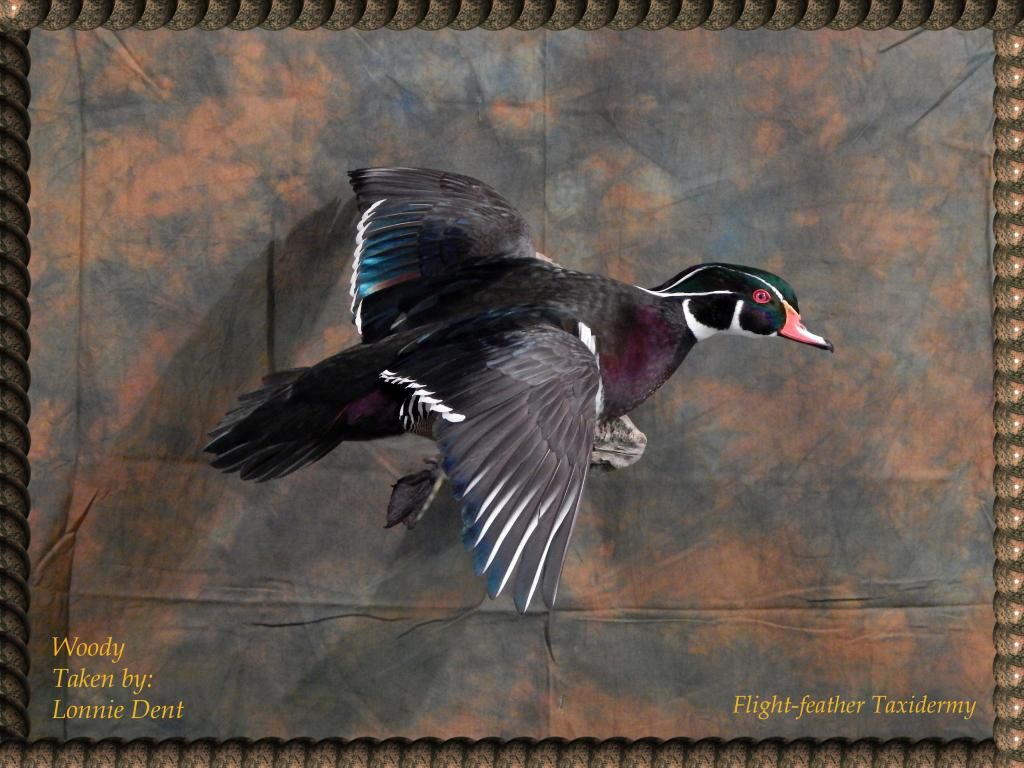 woodduck_zps7abe7e60.jpg