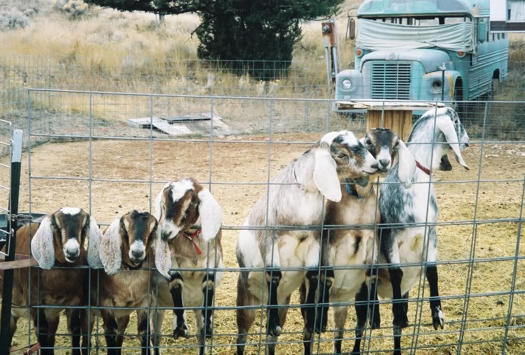 Christmas Spirit!! - Goats