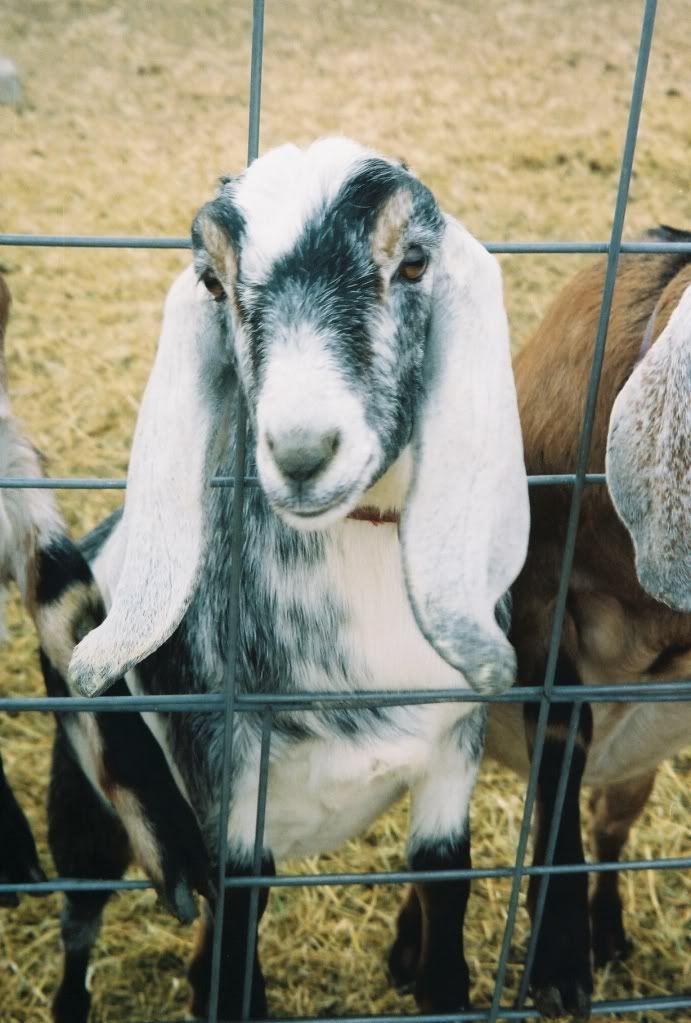 Anyone have a full sized Nubian in this color/pattern - Goats