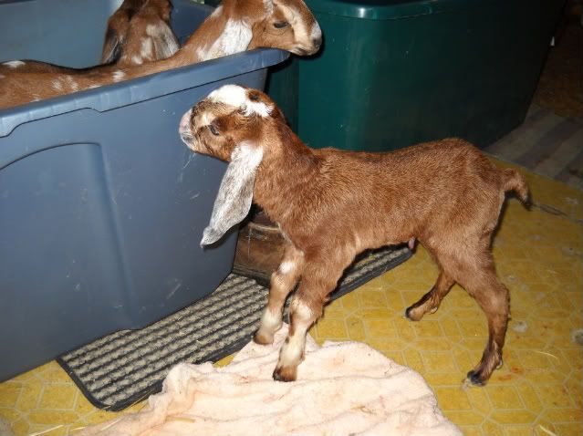 Baby pictures - Goats