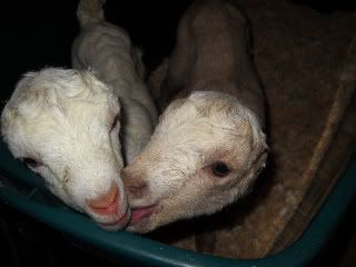 Baby pictures - Goats