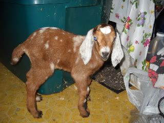 Baby pictures - Goats
