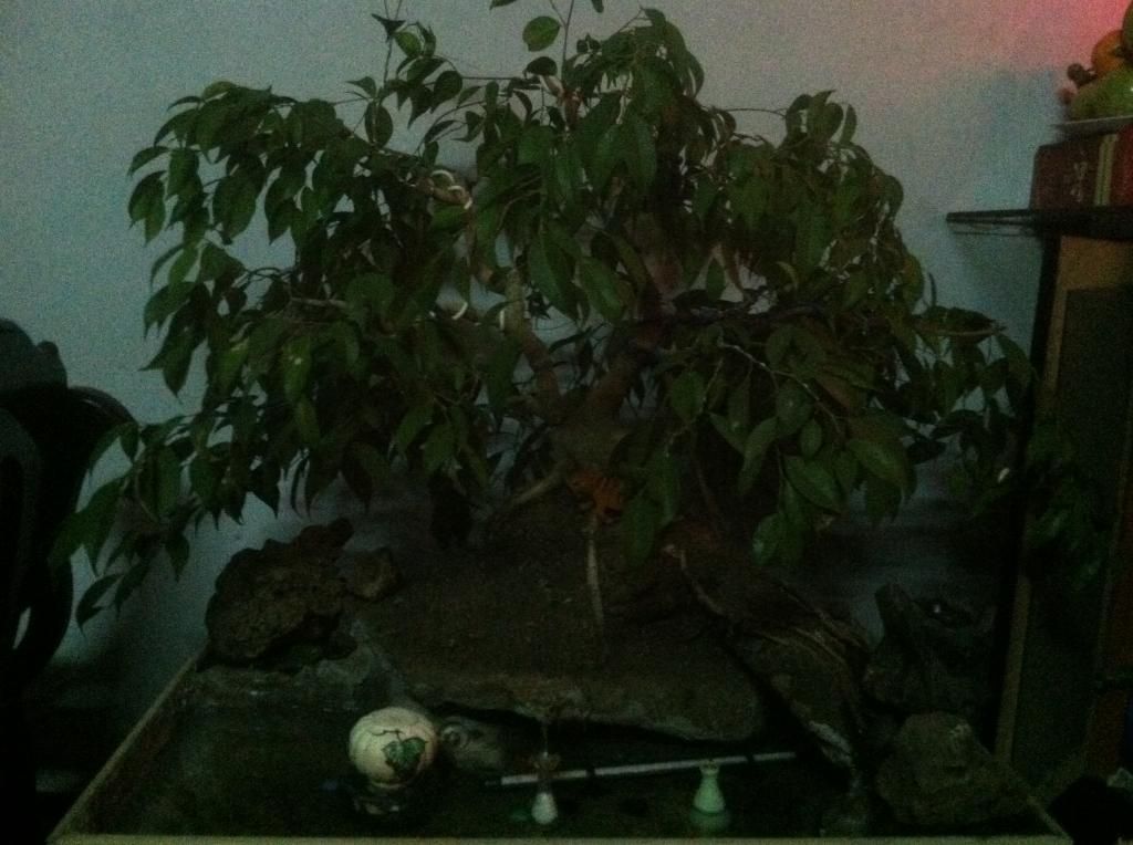 Nhờ tư vấn cây Sanh ôm đá trồng trong chậu nuôi cá