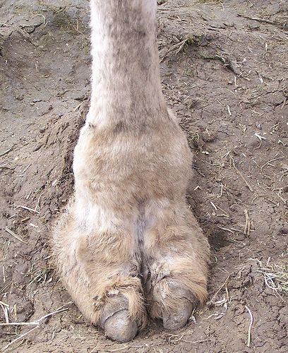 camelstoe.jpg