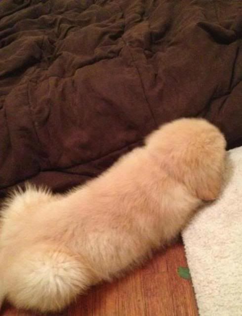 dogwinkie.jpg