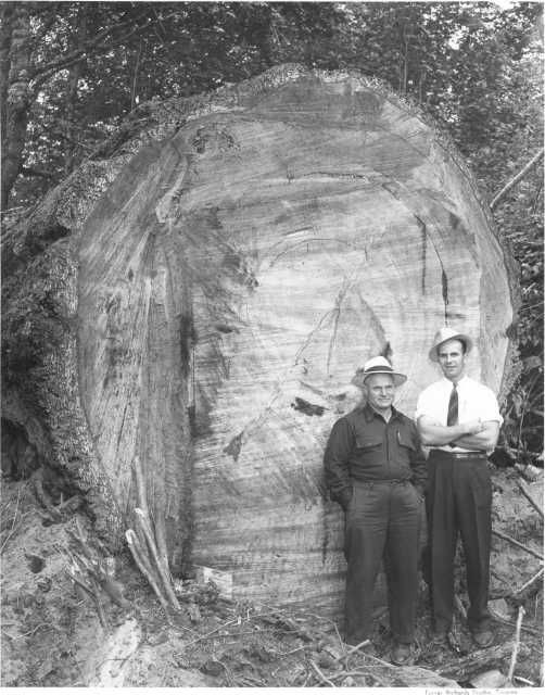 DougFir_zpsd0da19a3.jpg
