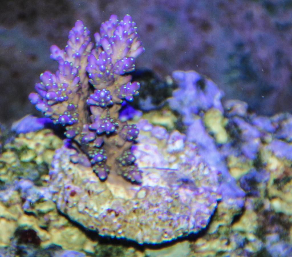 purpacro11of1.jpg