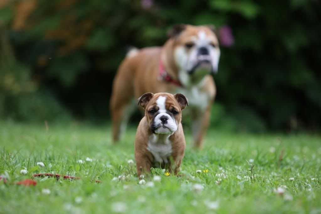 Bulldog+studying