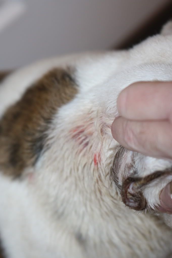 11 French Bulldog Allergies Hives Photos