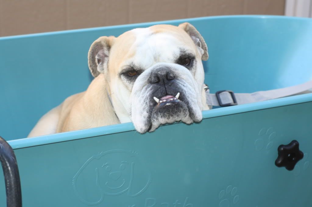 Photo & Video Theme Bath Time! English Bulldogs Taking Baths Page 2
