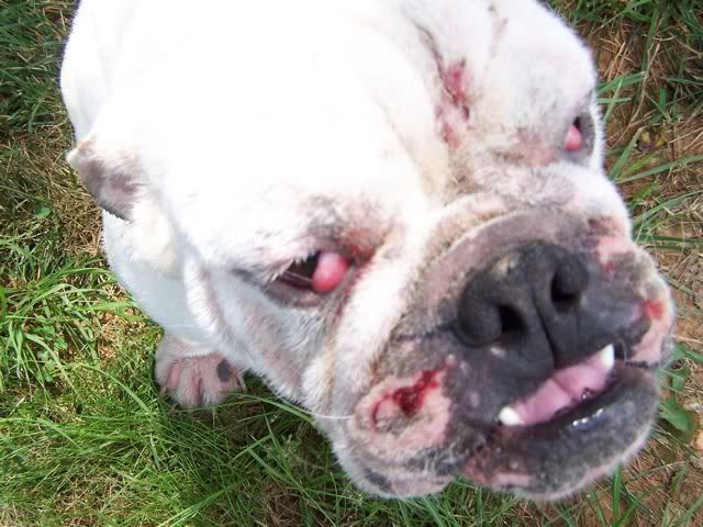 please help taylor raffle for taylor for english bulldog rescue bulldog rescue 640x480