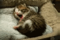 yawncat.gif