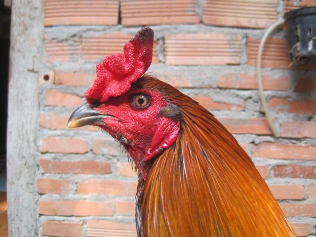 Bán gà nòi đá tiền - 7