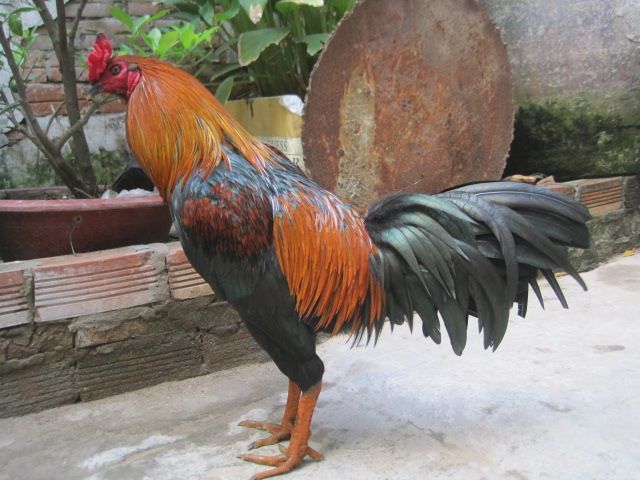 Bán gà nòi đá tiền - 8