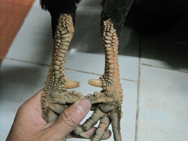 Bán gà vãy rồng - 13