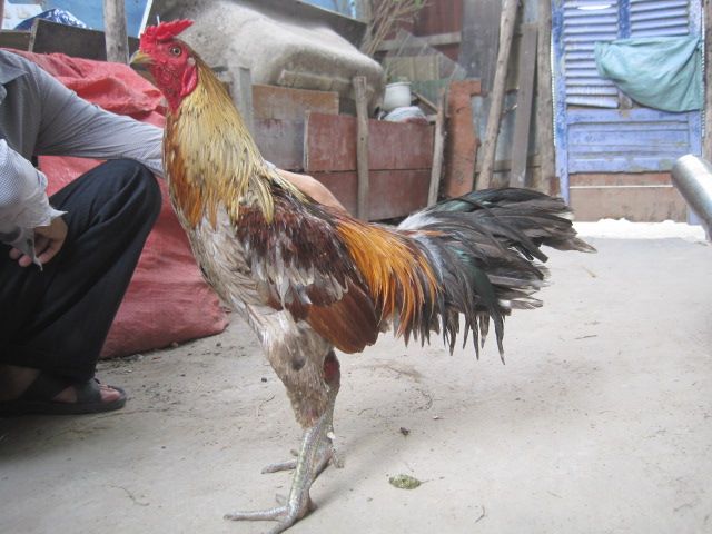 Bán gà vãy rồng - 2