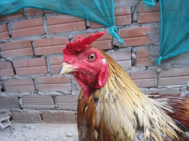 Bán gà vãy rồng