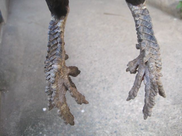 Bán gà vãy rồng - 6