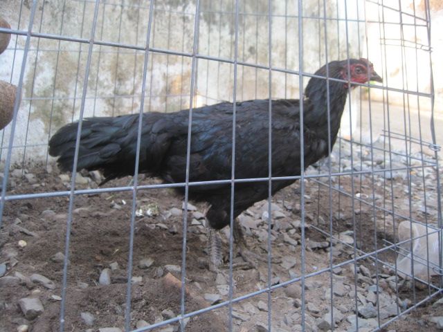 Bán gà vãy rồng - 5