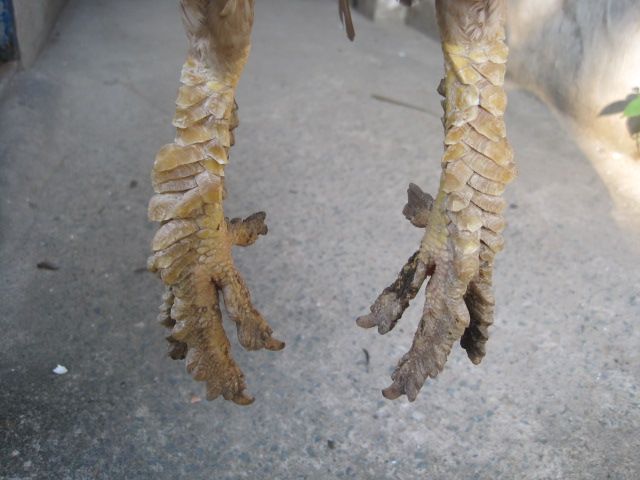 Bán gà vãy rồng - 8