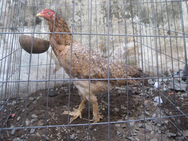 Bán gà vãy rồng - 7