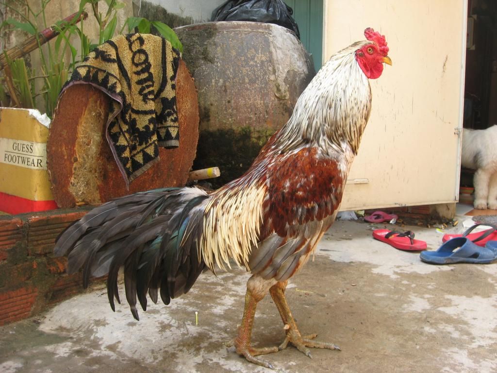 Bán gà nòi đá tiền - 5