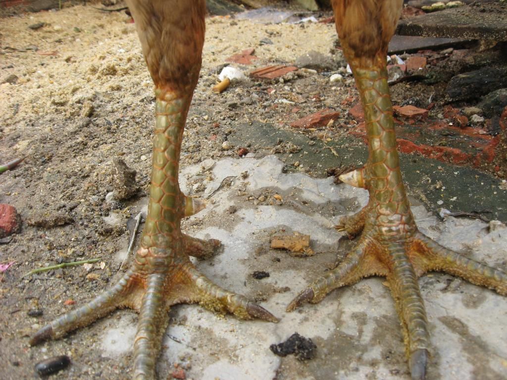 Bán gà nòi đá tiền - 6