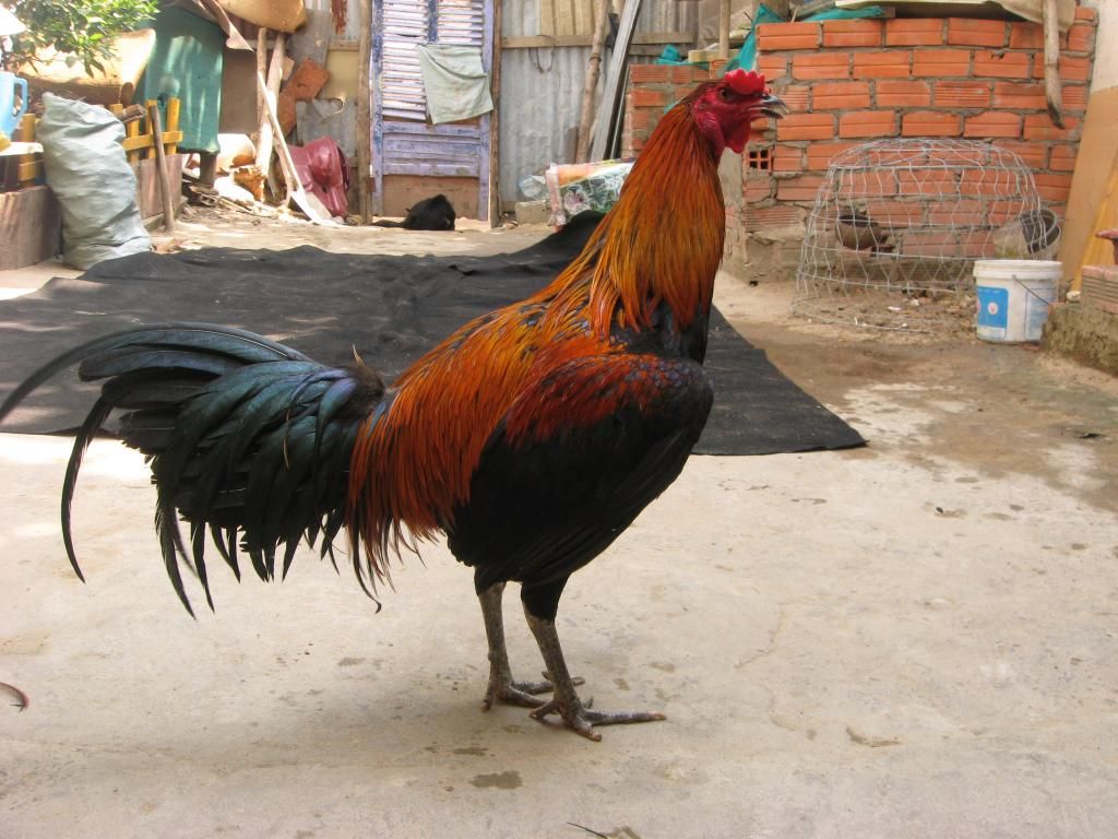 Bán gà peru trống mái