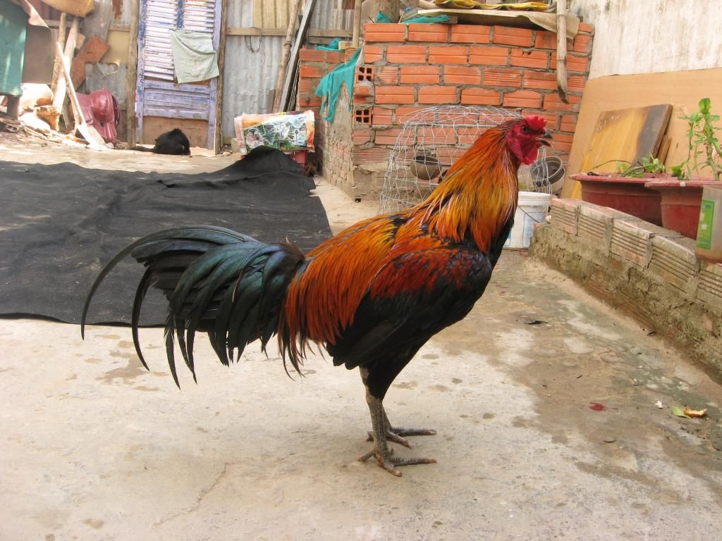 Bán gà peru trống mái