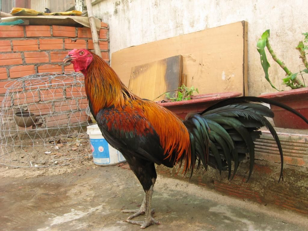 Bán gà peru trống mái - 1