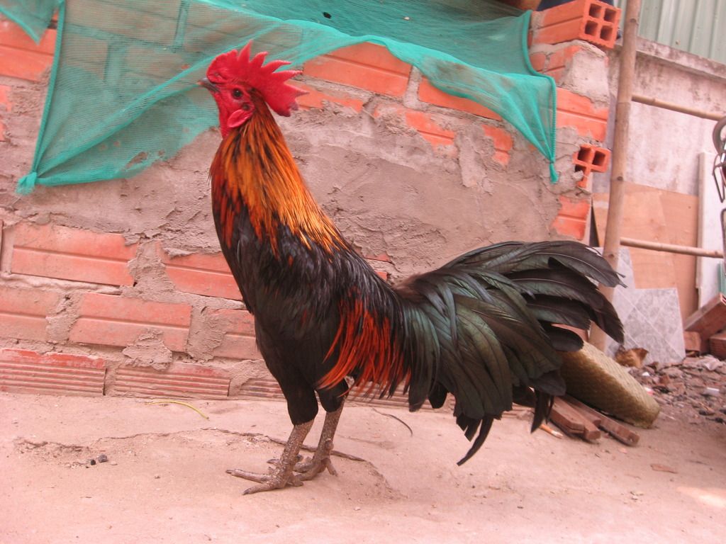 Bán gà nòi  đá tiền lớn - 16