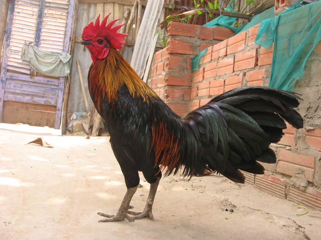 Bán gà nòi  đá tiền lớn - 17