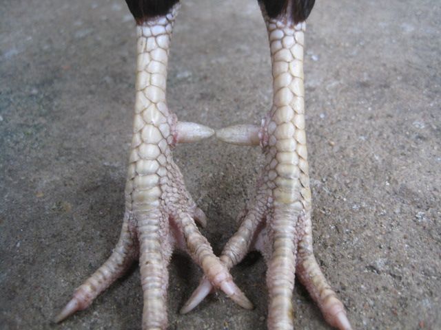 Bán gà tre lai mỹ - 3