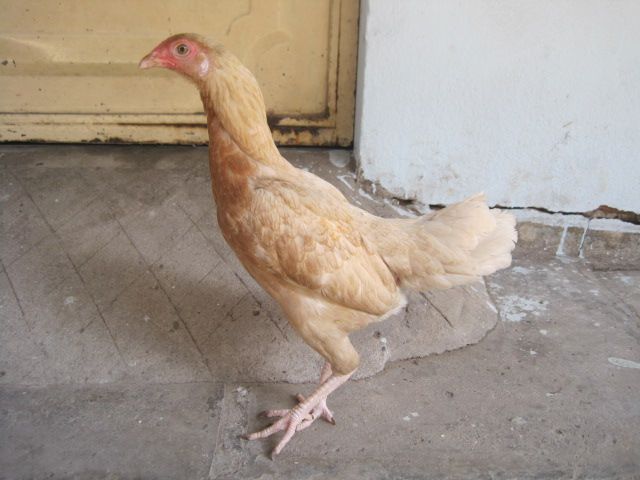 BÁN GÀ MÁI Bobby Boles Asil (hàng hiệu) - 2