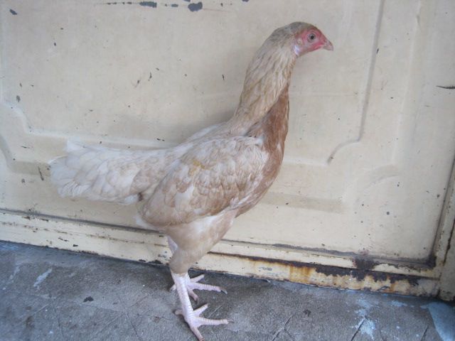 BÁN GÀ MÁI Bobby Boles Asil (hàng hiệu) - 3