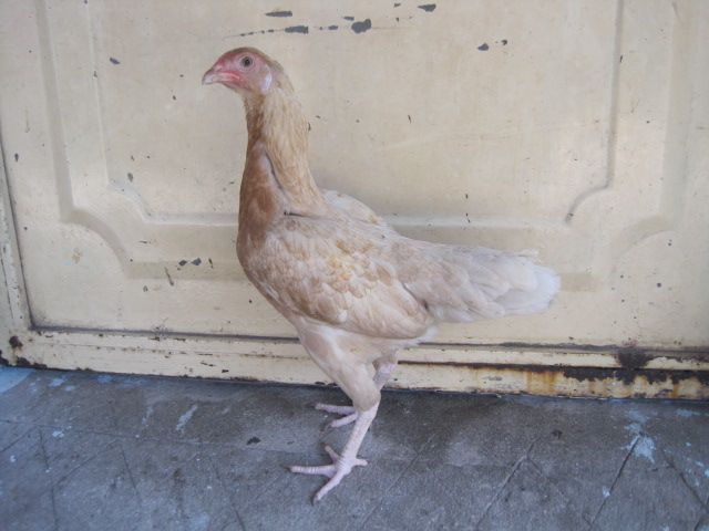 BÁN GÀ MÁI Bobby Boles Asil (hàng hiệu) - 1