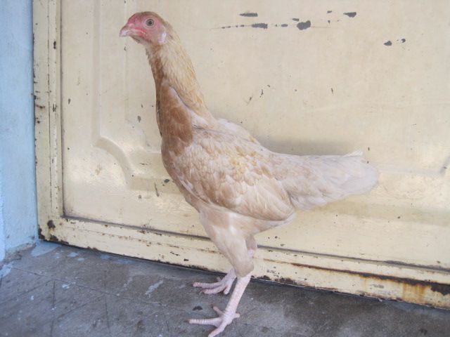 BÁN GÀ MÁI Bobby Boles Asil (hàng hiệu)