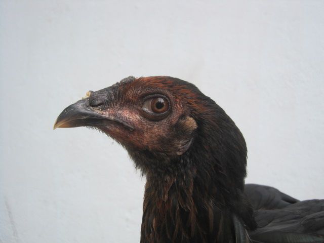 BÁN GÀ MÁI Bobby Boles Asil (hàng hiệu) - 4