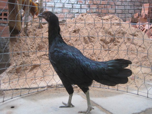 BÁN GÀ MÁI Bobby Boles Asil (hàng hiệu) - 5