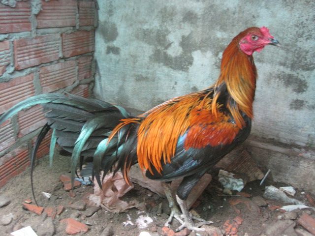 BÁN GÀ MÁI Bobby Boles Asil (hàng hiệu) - 8