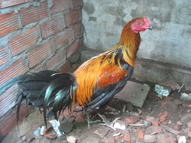 BÁN GÀ MÁI Bobby Boles Asil (hàng hiệu) - 9